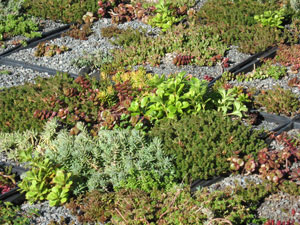 dachbegruenung-sedum