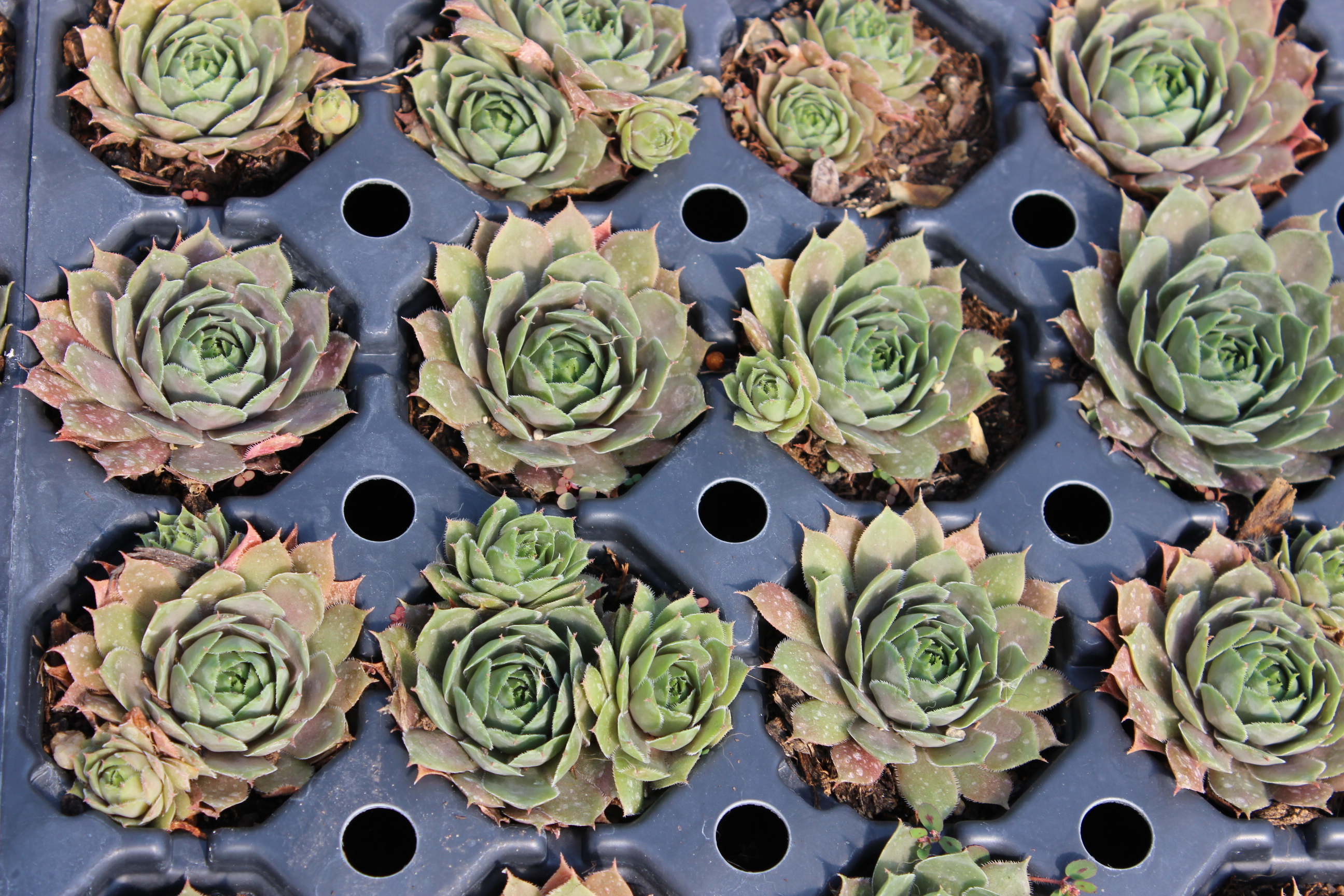 Sempervivum tectorum, Alpen-Hauswurz