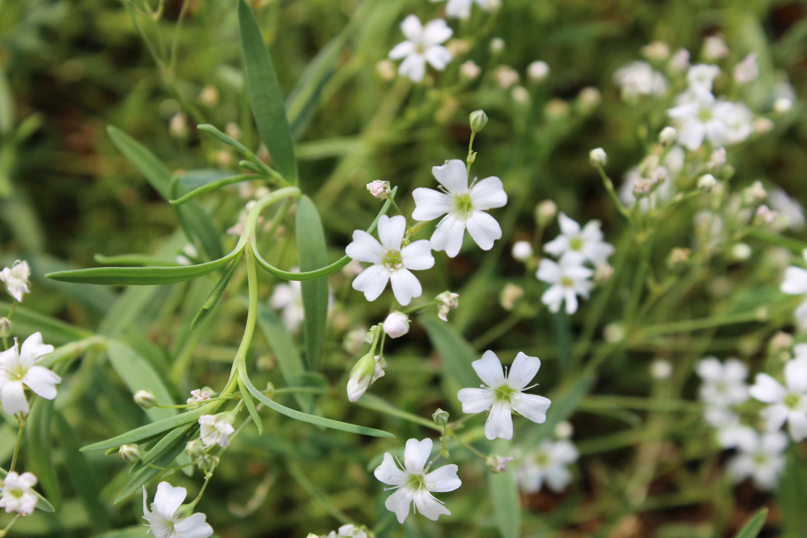 Gypsophila repens, Teppich-Schleierkraut