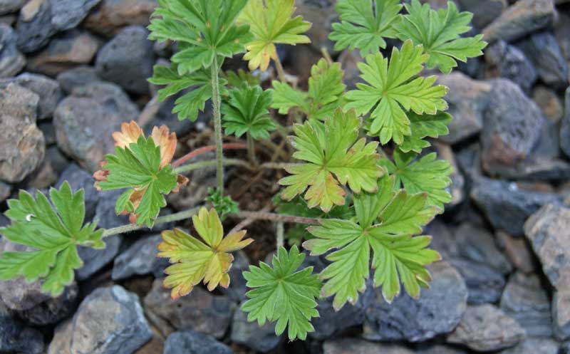 Potentilla verna, Frühlings-Fingerkraut