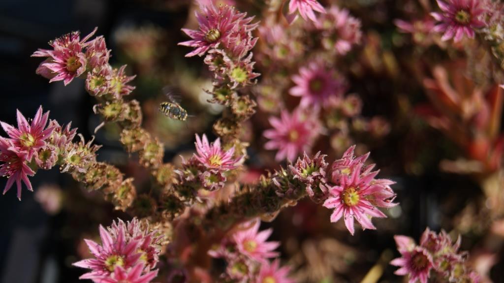 Sempervivum arachnoideum, Spinnweb-Hauswurz