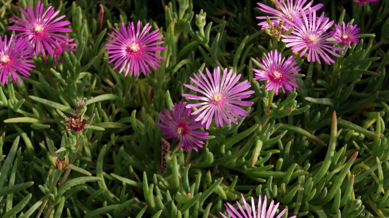 delosperma_3