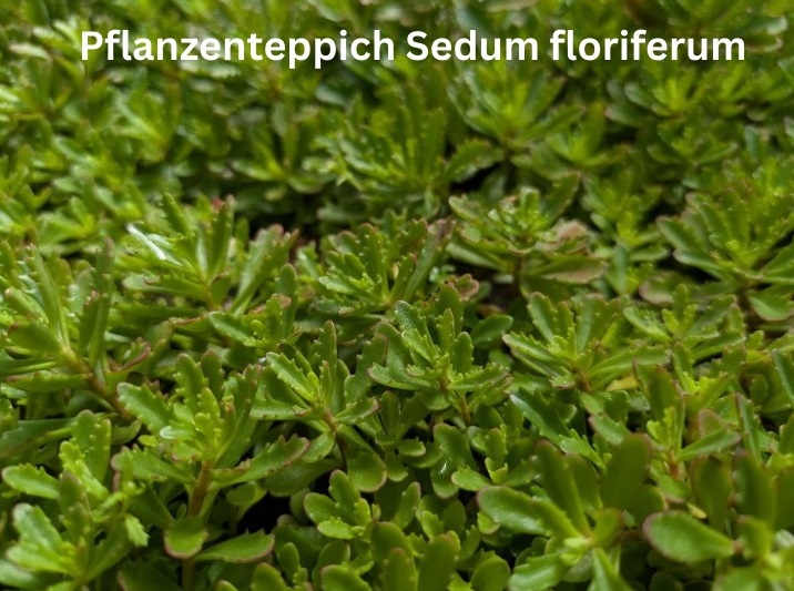 Pflanzenteppiche Sedum