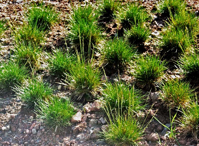 Festuca ovina, Echter Schaf-Schwingel