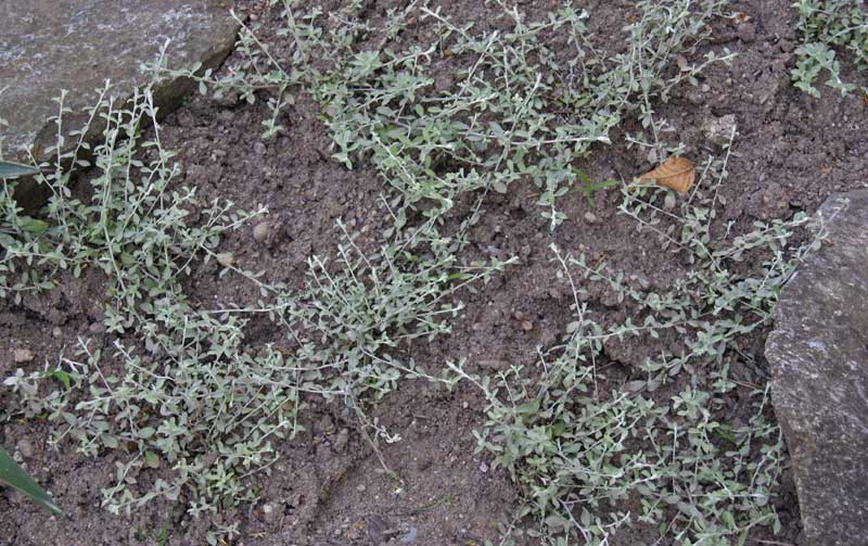 Cerastium tomentosum, Silberkraut