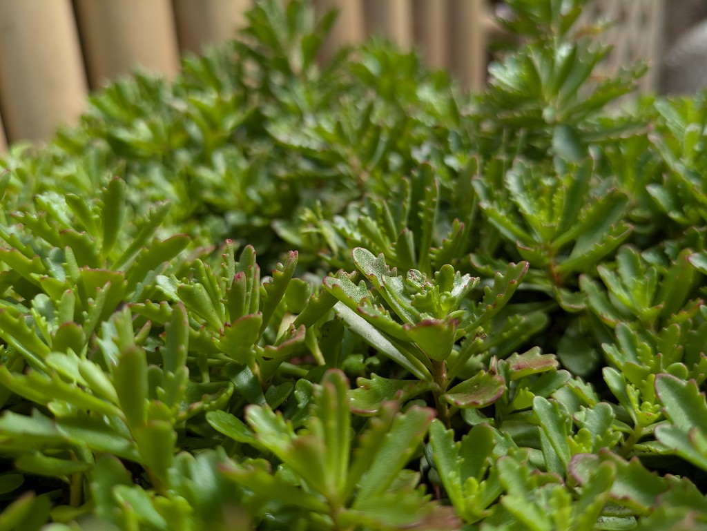 Pflanzenteppiche Sedum