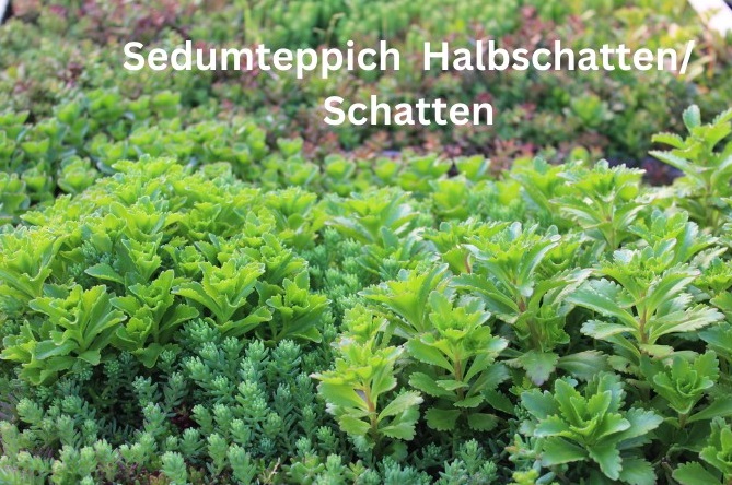 Pflanzenteppiche Sedum