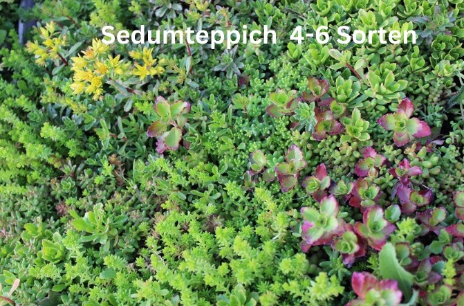 Pflanzenteppiche Sedum