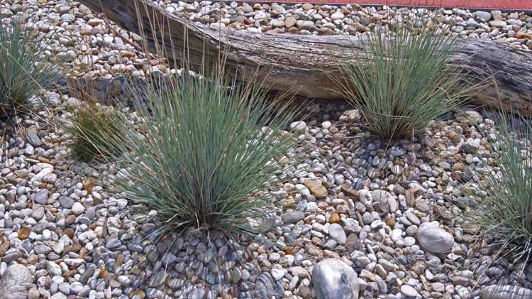 Festuca cinerea glauca, Blauschwingel