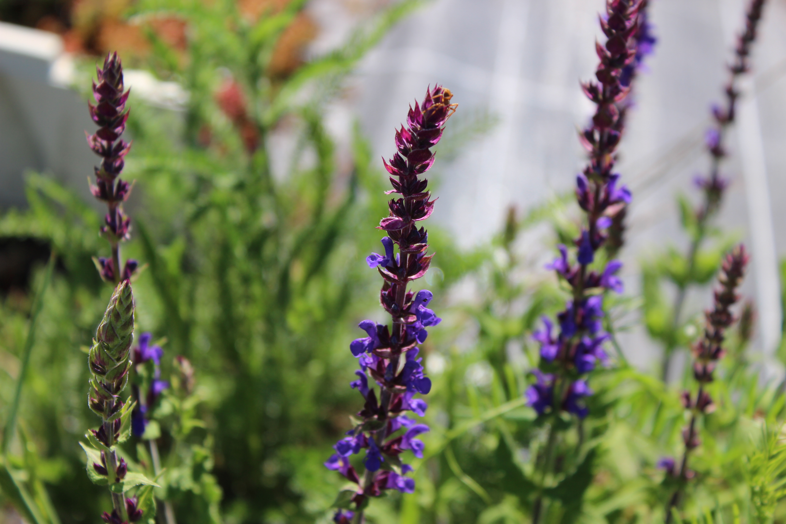 Salvia pratensis, Wiesensalbei