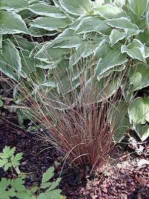 Carex buchananii, Rote Segge