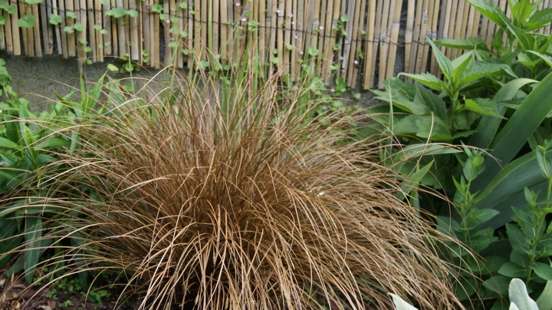 Carex buchananii, Rote Segge