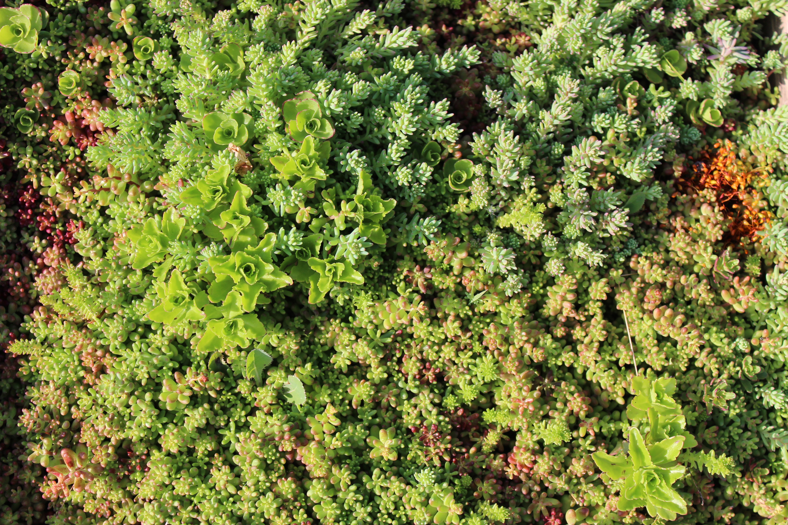 Pflanzenteppiche Sedum