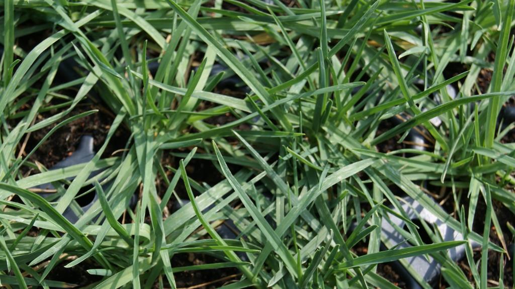 Sesleria caerulea, Moor-Blaugras