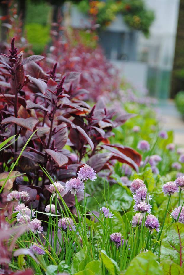 Allium schoenoprasum, Schnittlauch