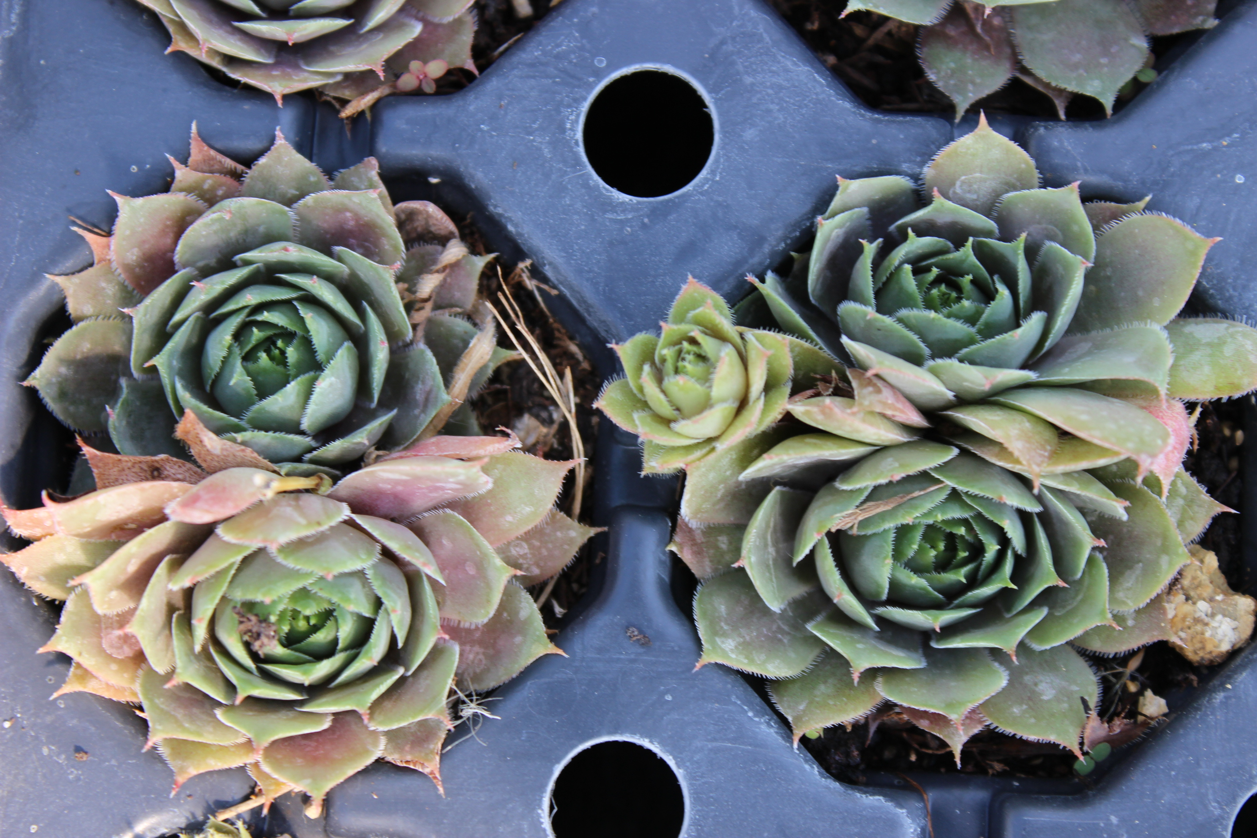 Sempervivum tectorum, Alpen-Hauswurz