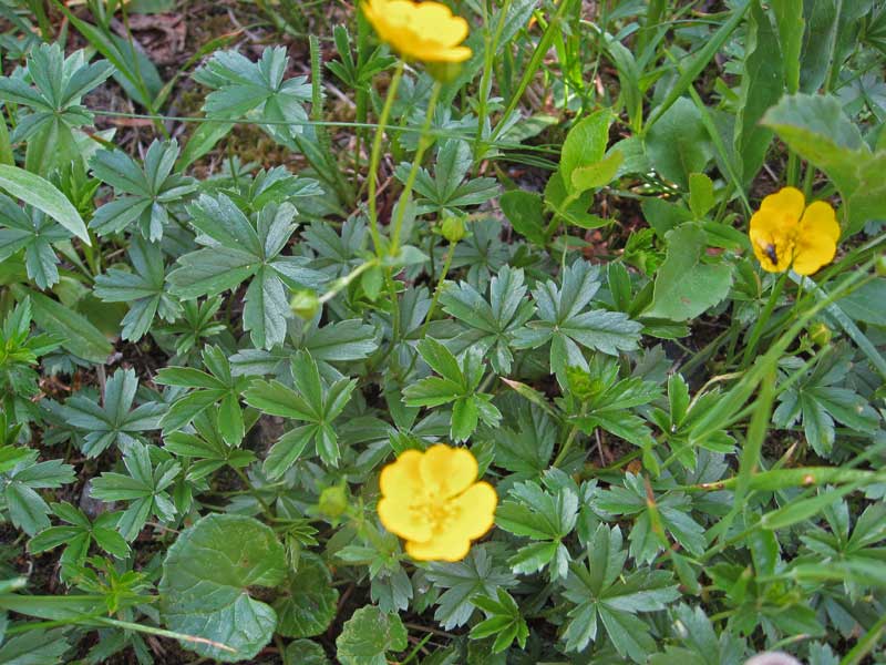 Potentilla verna, Frühlings-Fingerkraut