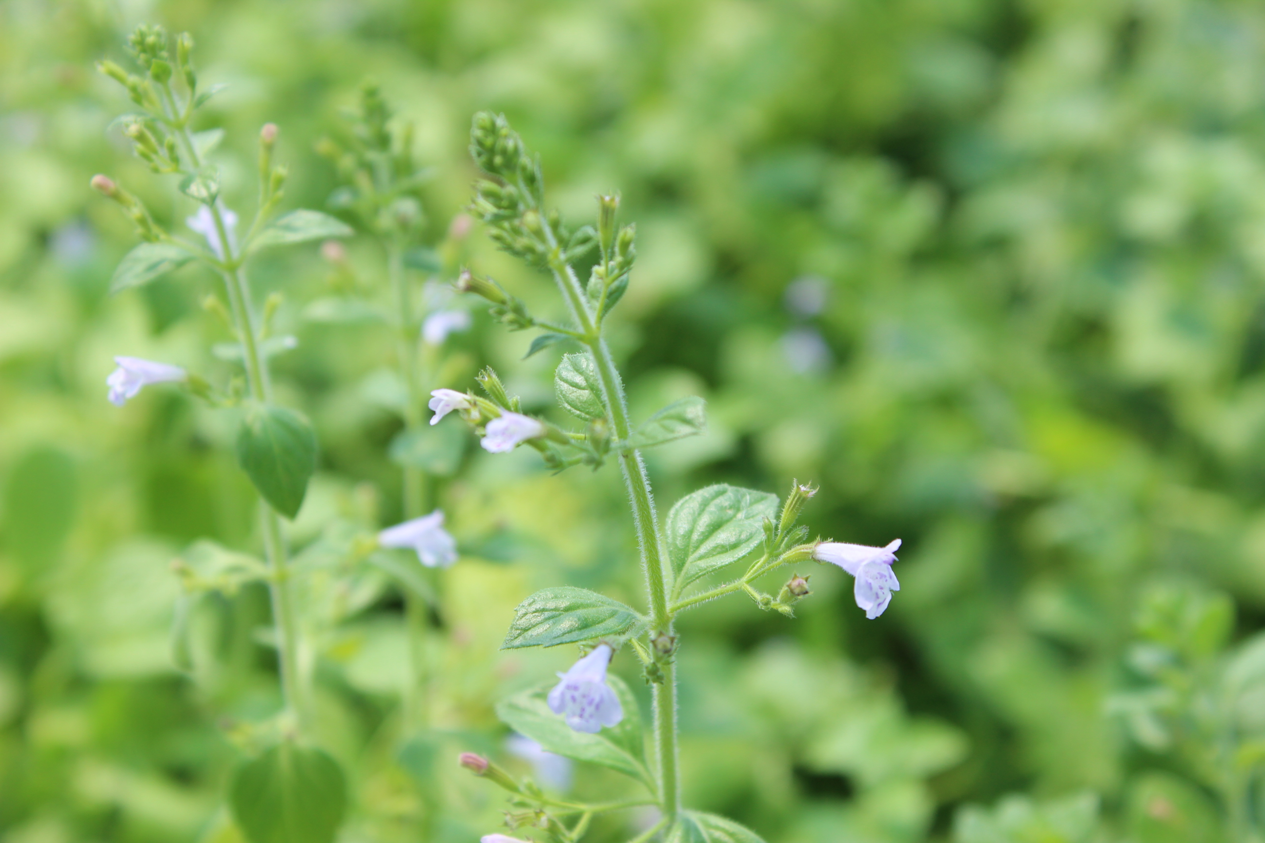 Calamintha nepeta, Bergminze