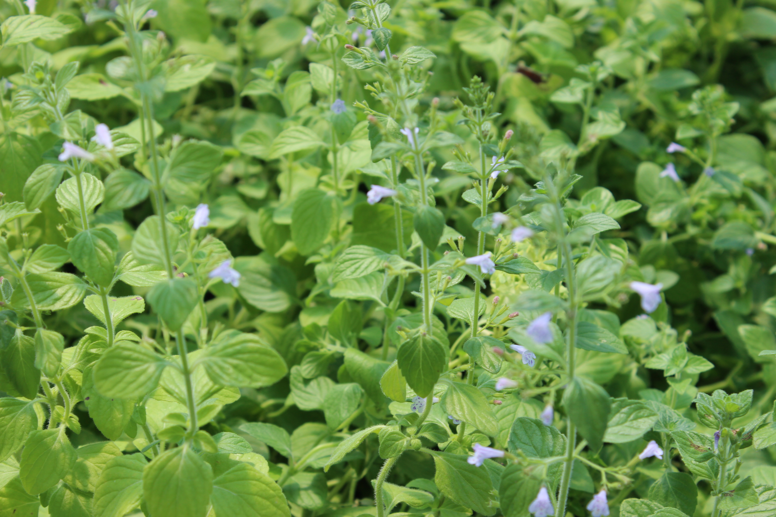 Calamintha nepeta, Bergminze