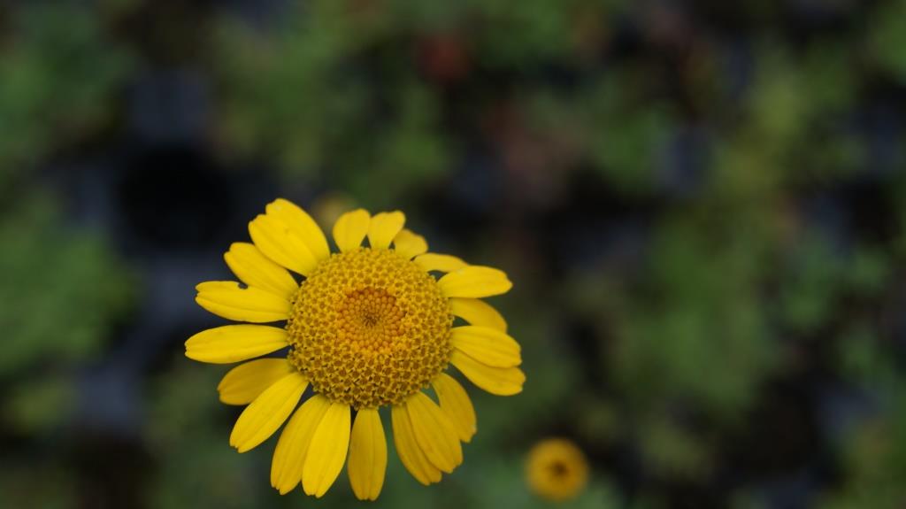 Anthemis tinctoria - Färberkamille