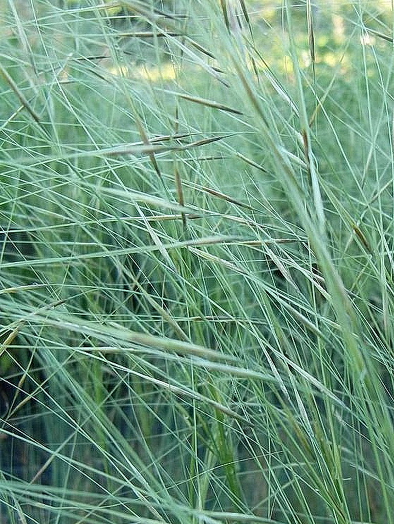 Stipa capillata, Büschelhaargras