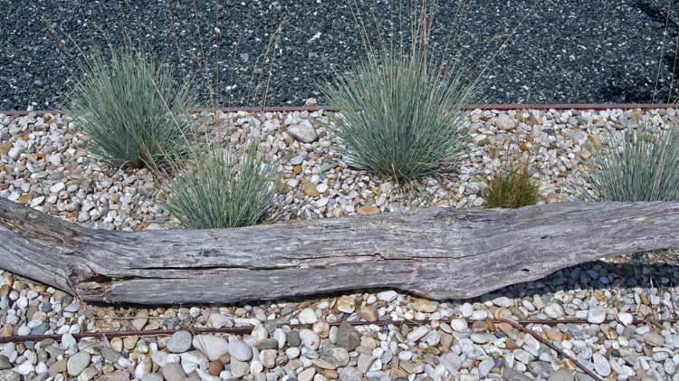 Festuca cinerea glauca, Blauschwingel