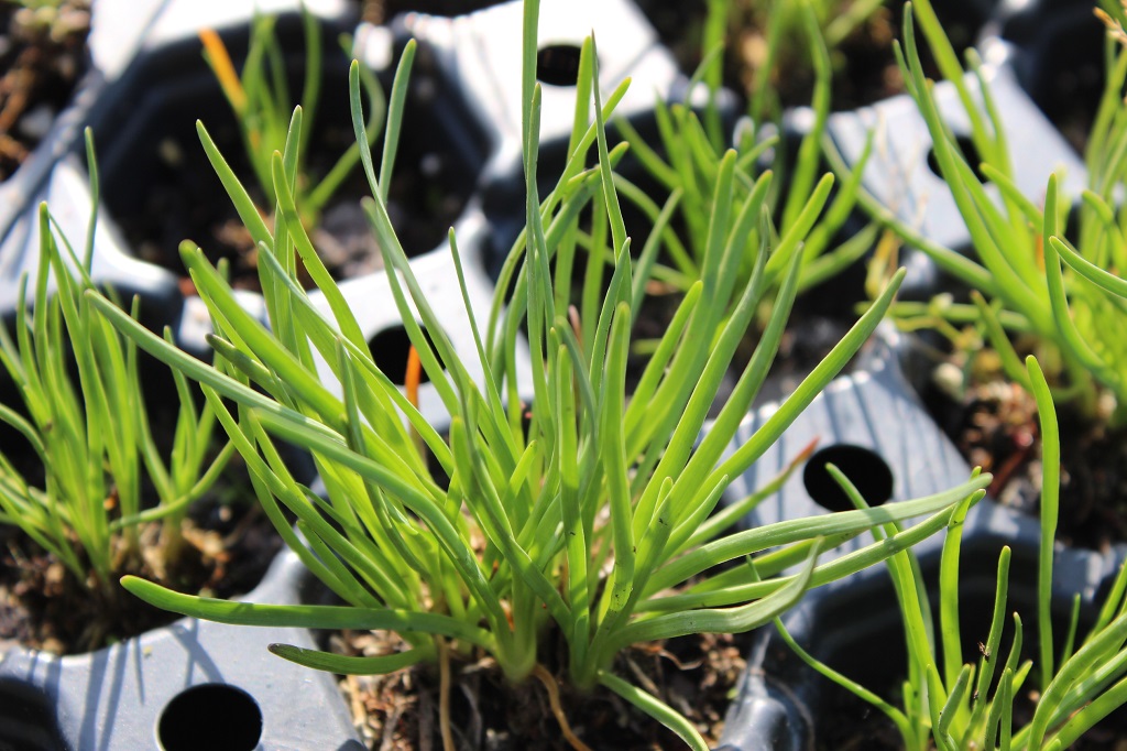 Allium senescens, Berglauch