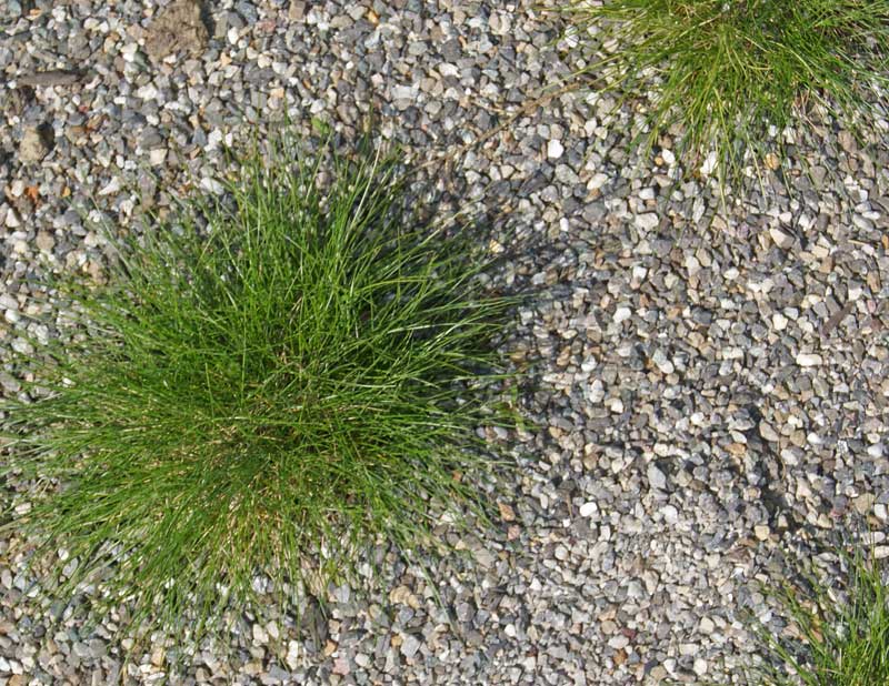 Festuca ovina, Echter Schaf-Schwingel