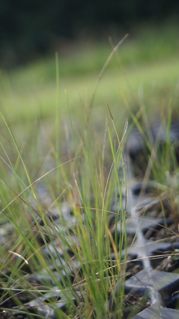 Stipa capillata, Büschelhaargras