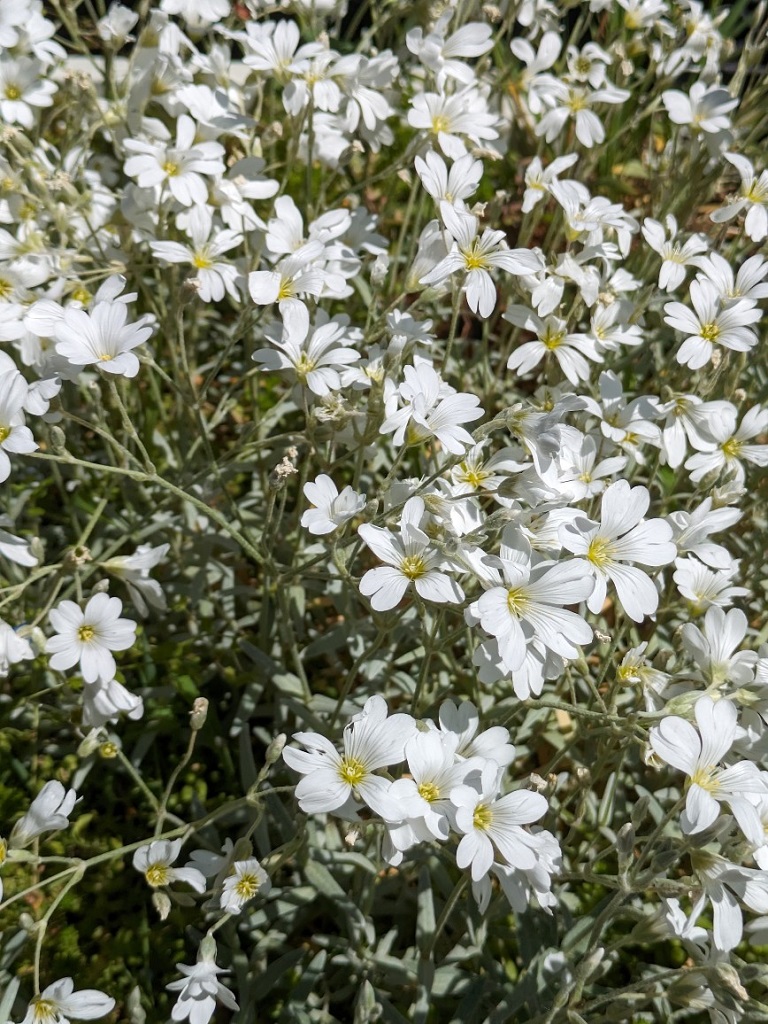 Cerastium tomentosum, Silberkraut