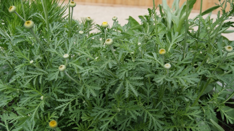 Anthemis tinctoria - Färberkamille