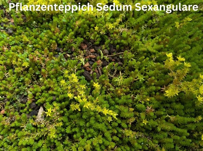 Pflanzenteppiche Sedum