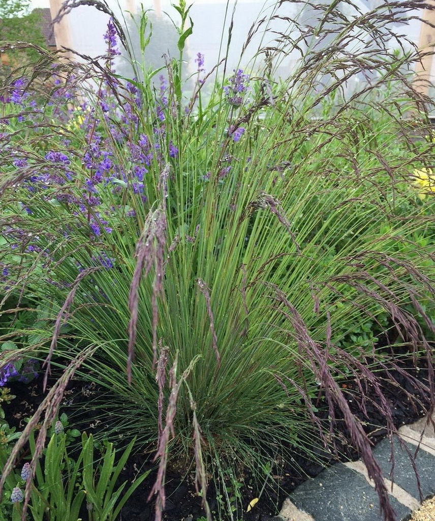 Festuca amethystina, Regenbogen-Schwingel