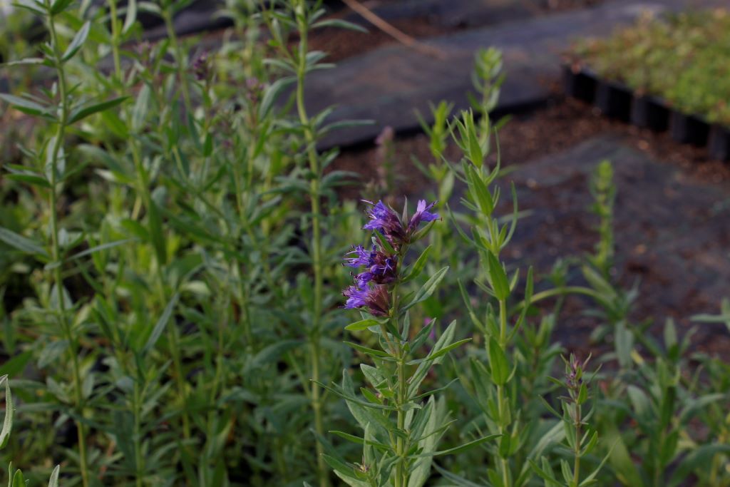 Hyssopus officinalis, Ysopkraut