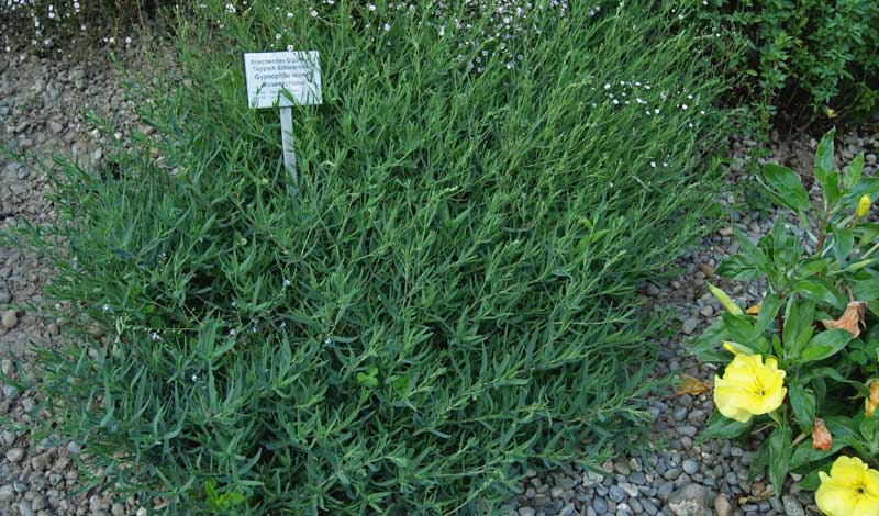 Gypsophila repens, Teppich-Schleierkraut