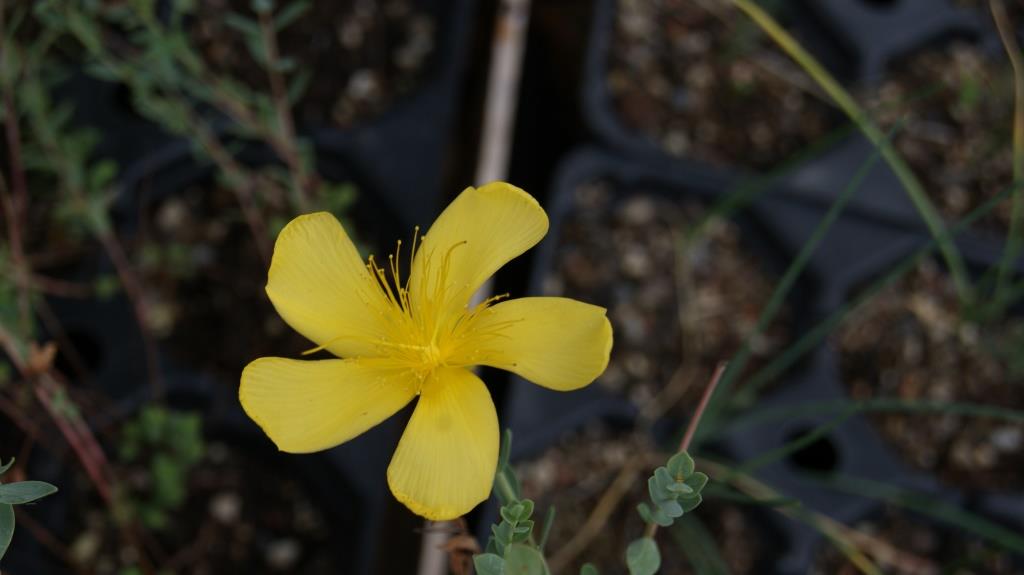 Hypericum polyphyllum Grandiflorum, Johanniskraut