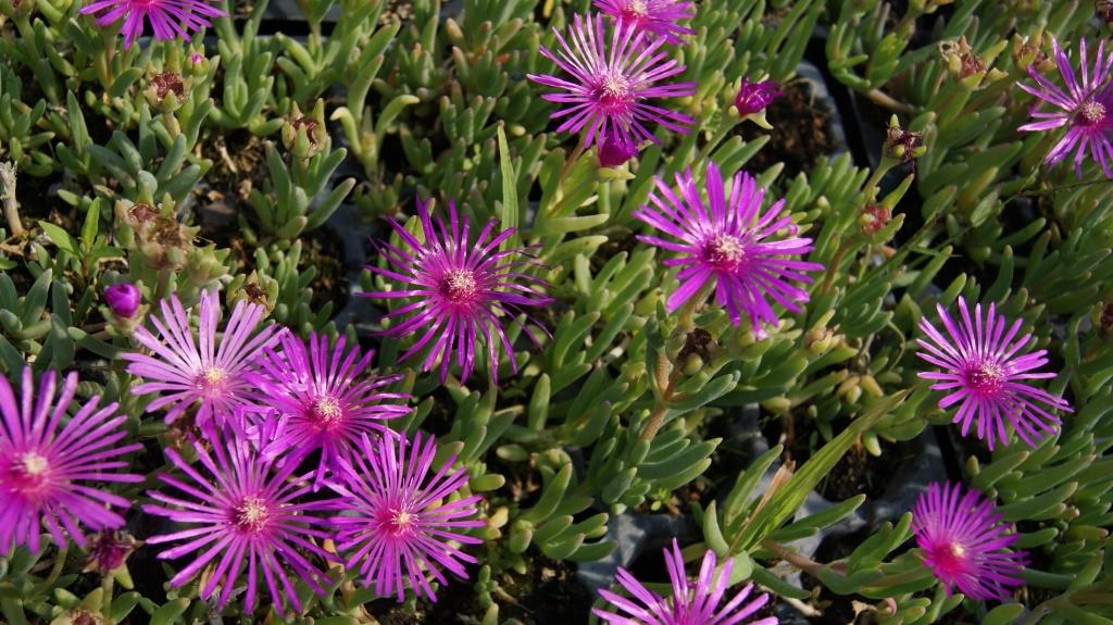 Delosperma cooperi, Rote Mittagsblume