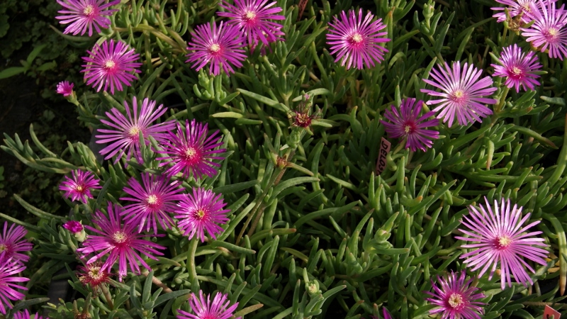 Delosperma cooperi, Rote Mittagsblume