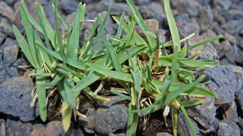 Poa alpina, Alpen-Rispengras