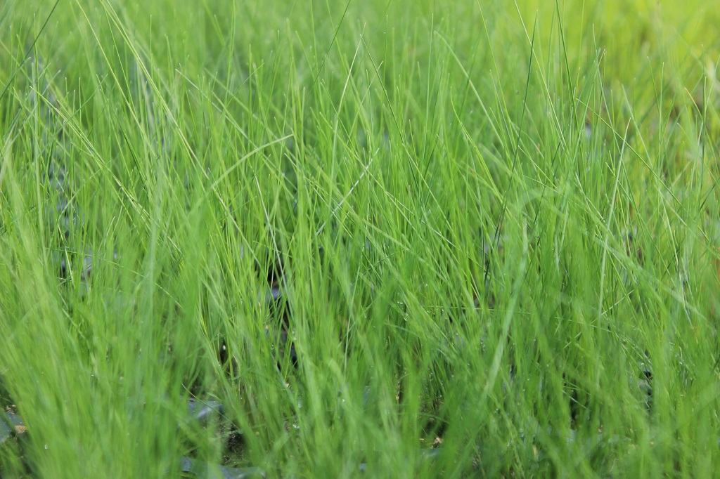 Festuca amethystina, Regenbogen-Schwingel