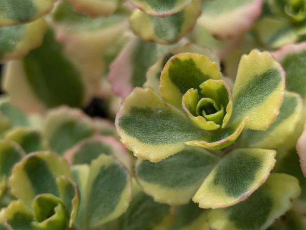 Sedum spurium variegatum, Teppich-Fettblatt 'Variegatum'