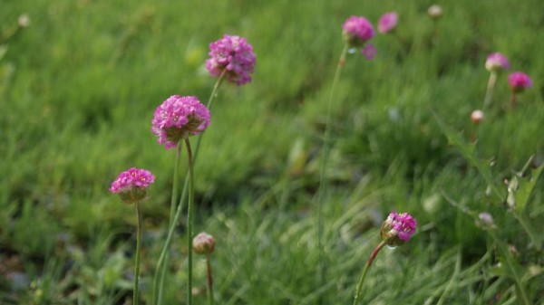 Armeria maritima, Grasnelke