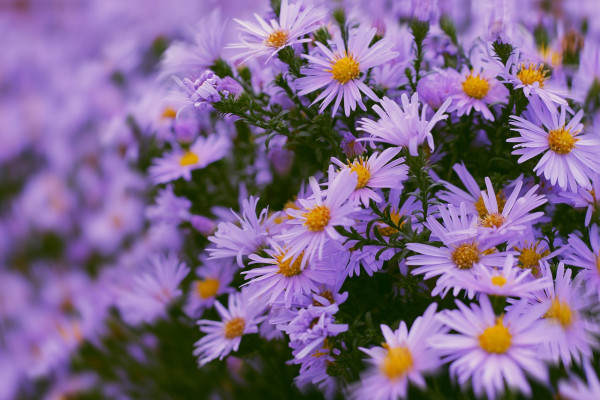 Aster alpinus, Alpen-Aster